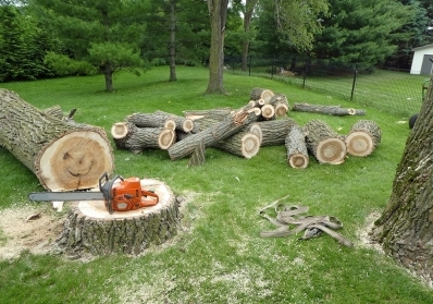 Dead or Diseased? Understanding When Tree Removal is the Best Choice blog image